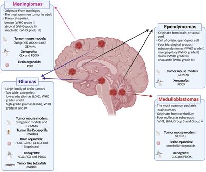 Modeling Brain Tumors: A Perspective Overview of in vivo and Organoid Models